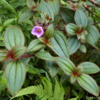 Osbeckia parvifolia Arn.